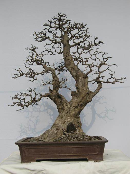 泉州专家呼吁重视杂木盆景开发