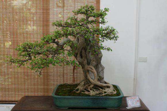 专家点评杂木盆景 山桔山松各具千秋