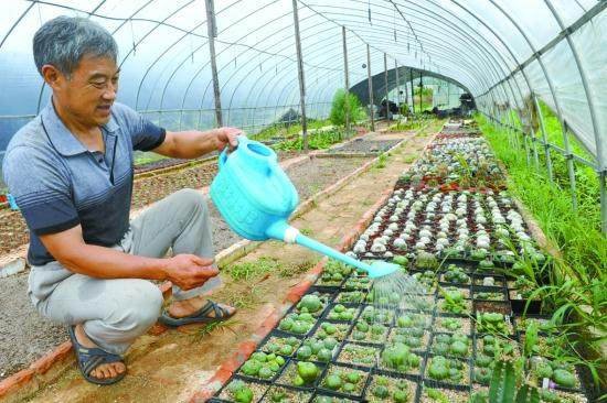 小微盆景 在市场走俏