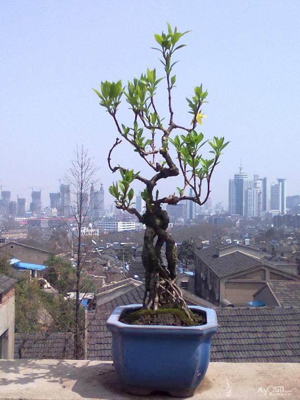 这么小的微型盆景是怎么做出来的 能养活吗