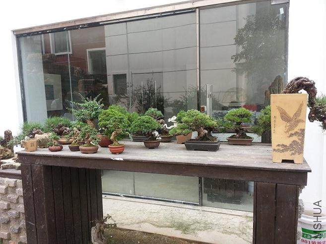 浅谈小微盆景的4个潜质