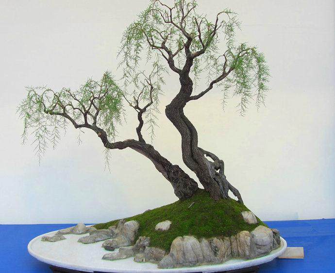 柽柳树干附石盆景的收藏与制作