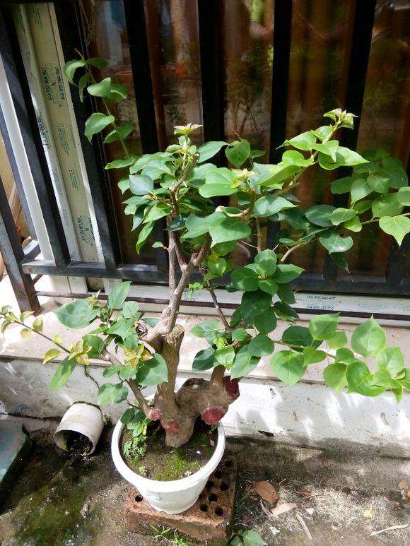 盆景怎么快速生根发芽的8大方法 图片