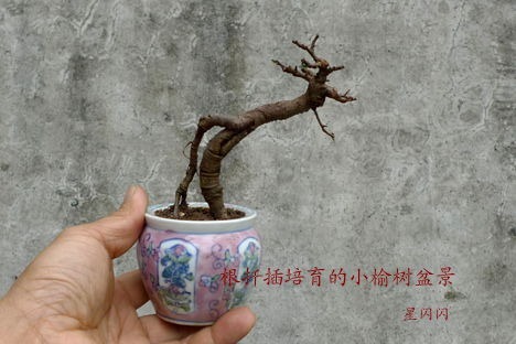 花木扦插(盆景)快速生根八大秘诀 花木扦插(盆景)快速生根八大秘诀