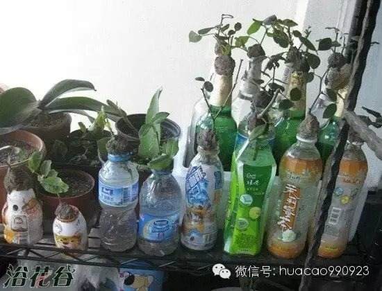 教你如何成为盆景扦插高手的方法