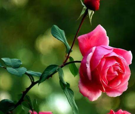 月季盆景怎么扦插育苗的9个技术