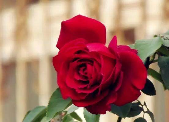 月季盆景怎么扦插育苗的9个技术