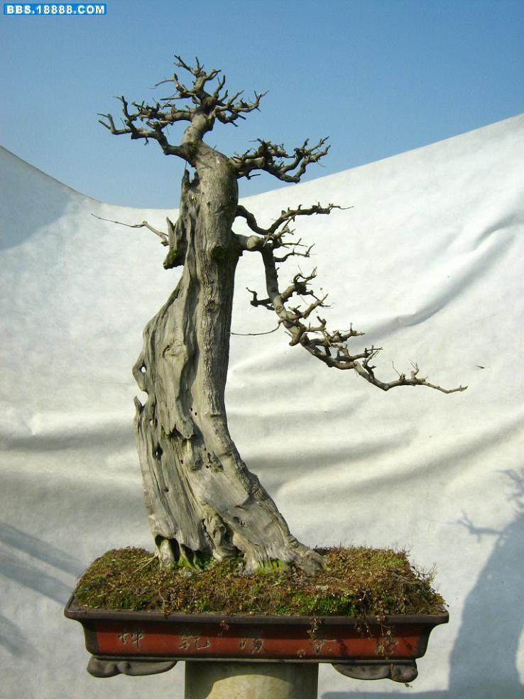 观音山盆景扦插获成功