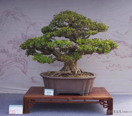 扬州获2013年国际盆景大会举办权