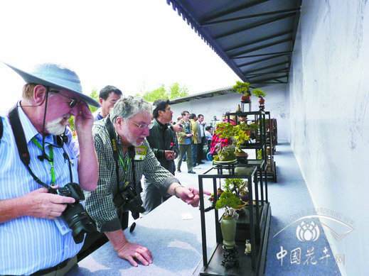 2013国际盆景大会在扬州召开 传承文化亲近自然