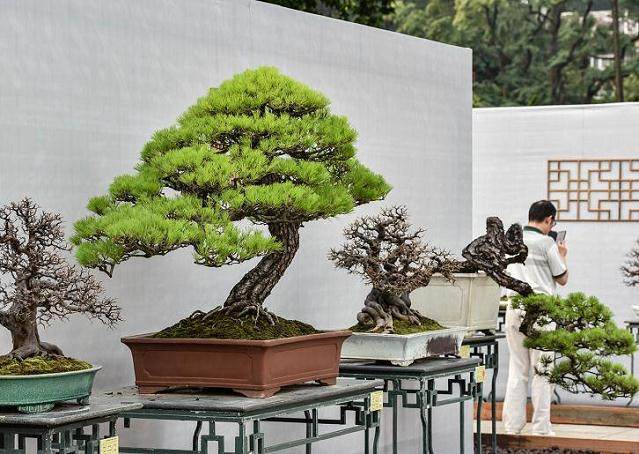 国际盆景大会是世界上规模最大、水平最高的盆景交流盛会