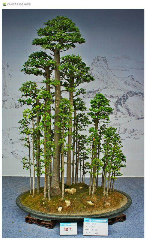 国际盆景大会17日-20日举办 五百嘉宾受邀来扬欣赏