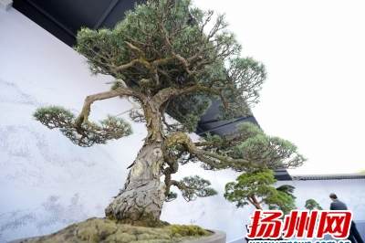 近半数盆景展品抵扬 2013国际盆景大会昨起布展