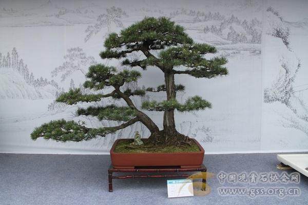 国际盆景大会招美女志愿者 南航逾百90后美女报名