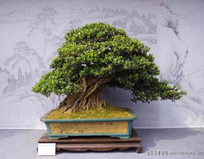 第十三届亚太盆景赏石大会在广州隆重举行