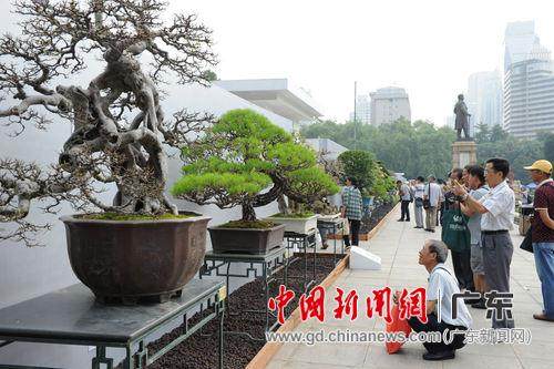 2015国际盆景大会暨亚太盆景赏石大会在穗揭幕