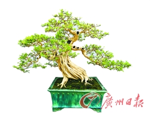 国际盆景大会首次荟萃广州 冠军盆景历30年修剪而成