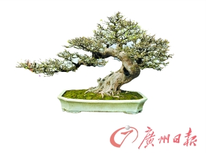 国际盆景大会首次荟萃广州 冠军盆景历30年修剪而成