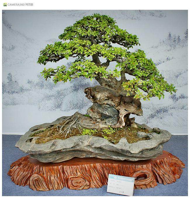 2015国际盆景大会将于9月17日在广州举行