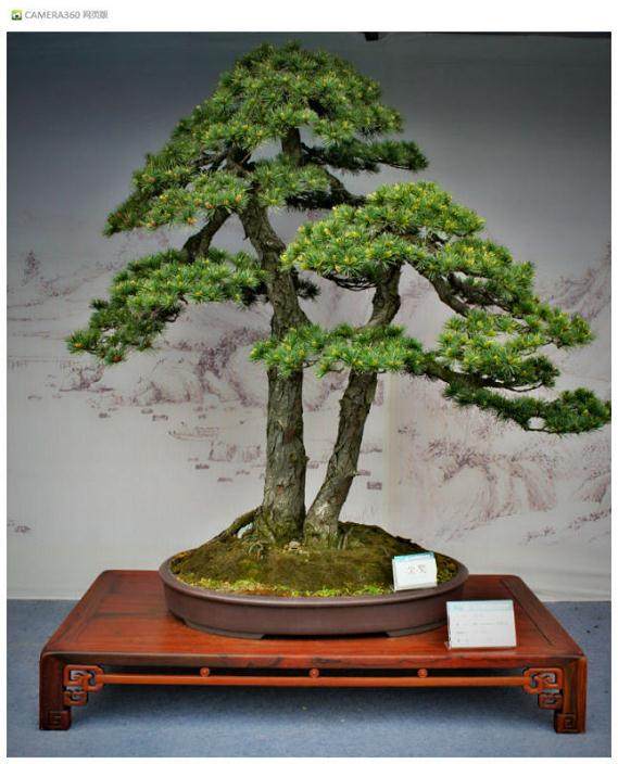 国际盆景大会花落扬州