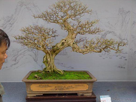 八种观赏枣盆景前景看好