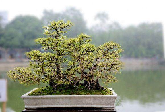 岭南盆景艺术前景堪忧  急需大力扶持