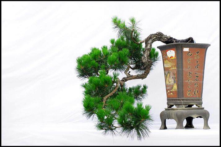 岭南盆景艺术前景堪忧  急需大力扶持