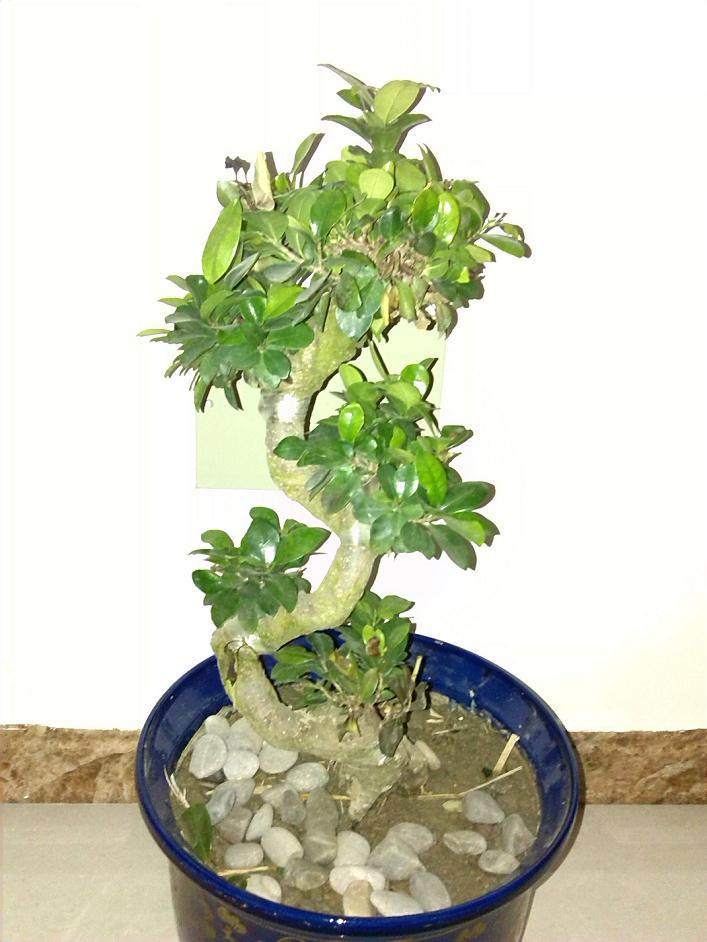 南昌郊区农民看准盆景市场好前景