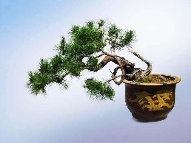 农村种植结构调整中 树桩盆景业市场前景看好