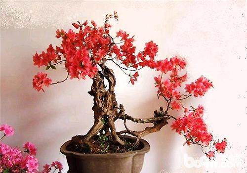 盆景冻害一般有以下几种情况