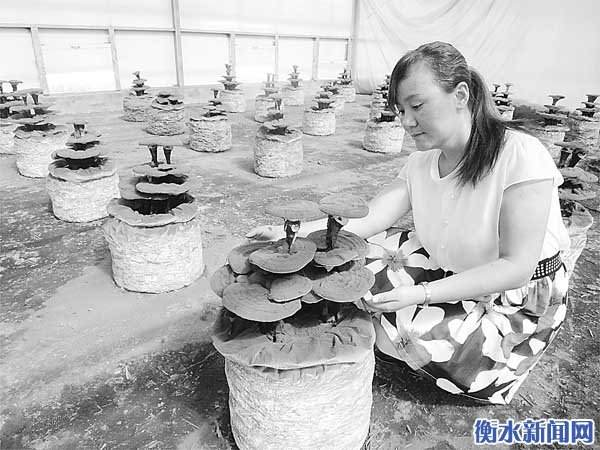 衡水女汉子建成河北省首个大型灵芝盆景种植基地