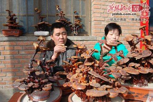 河北广平农民将灵芝种成观赏盆景卖 图片