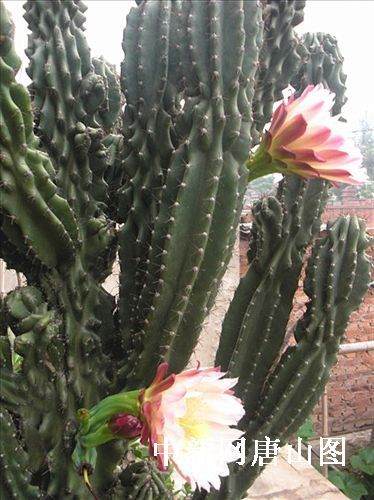 1.jpg 河北迁安农家院里现外形似仙人掌的巨人盆景