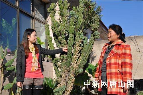 2.jpg 河北迁安农家院里现外形似仙人掌的巨人盆景