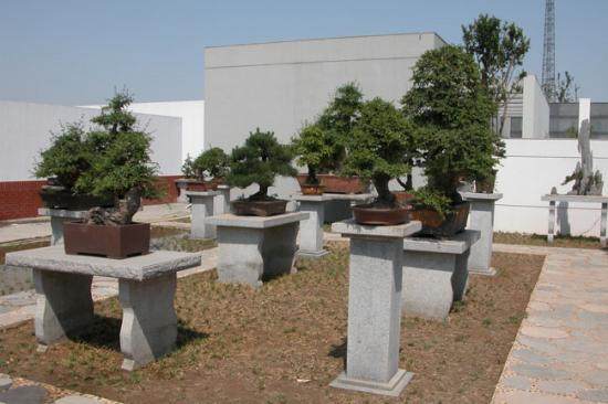 石家庄月季花盆景展