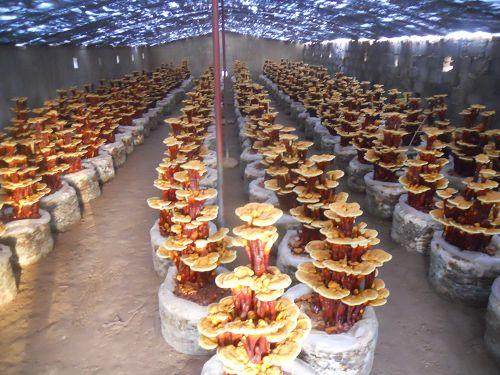 唐山:遵化培育成功上百株盆景灵芝