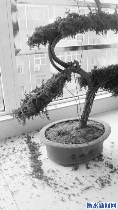 衡水市民盆景刚买几天就枯死 您上当了
