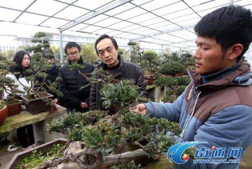 南通科技职业学院园艺系开通学习盆景蟠扎技艺