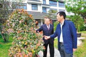 郑长才和执行会长施勇如研究盆景创新