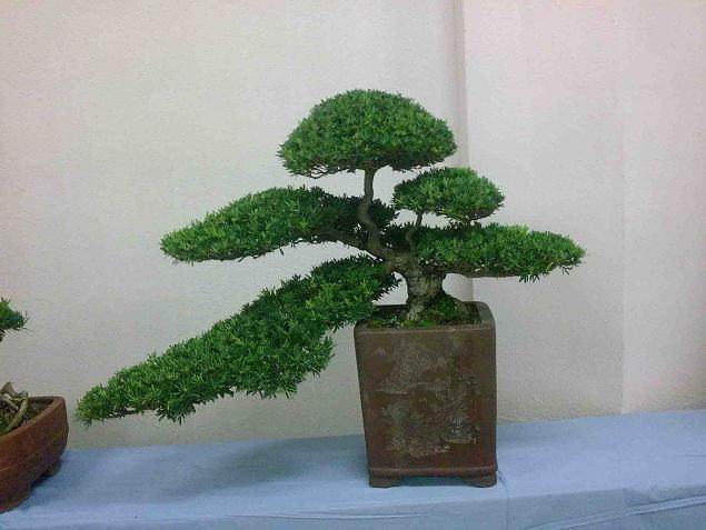 如皋盆景起始于北宋 发展于明清 成熟于20世纪末