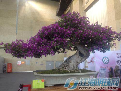 首届中国杯盆景大赛在南通如皋举行