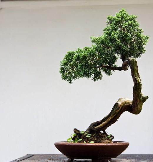 发展效益型农业 盆景植物市场前景看好