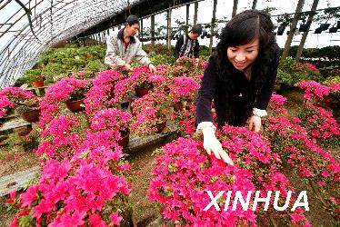 辽宁丹东杜鹃花盆景将扮靓世博