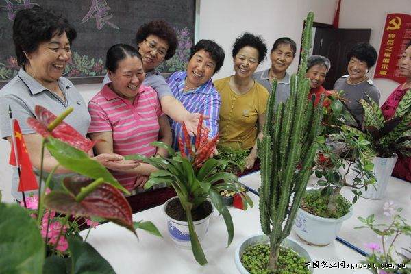 辽宁举办魅力社区精彩生活花卉盆景展