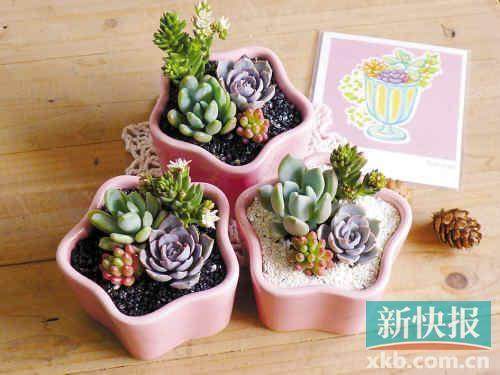 辽宁多肉微型盆景植物落户开原苗木产业基地