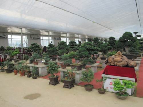 沈阳第二届盆景艺术节19日开幕