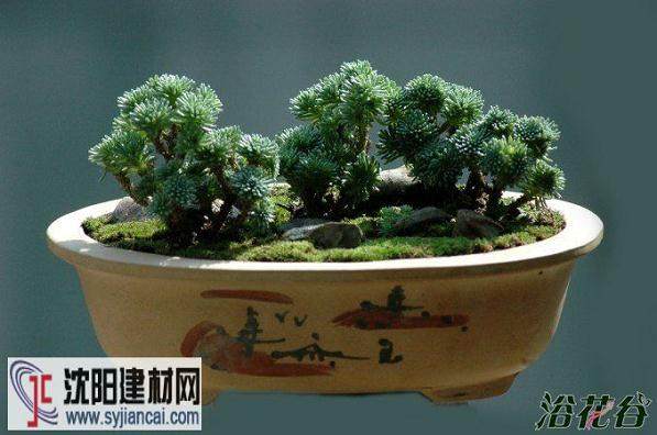 安徽马鞍山市举办大型盆景赏石展