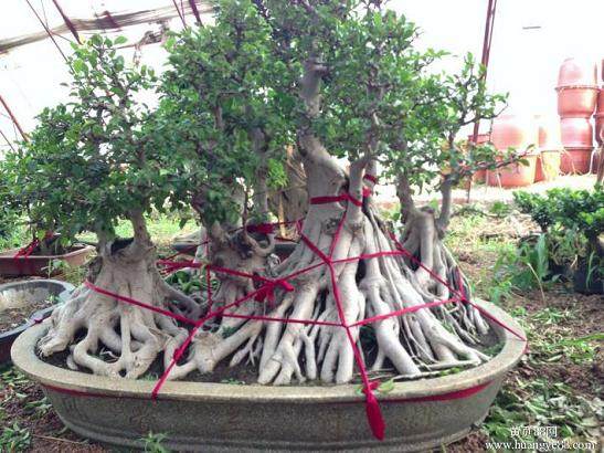 为什么锦州市民购买花卉盆景多