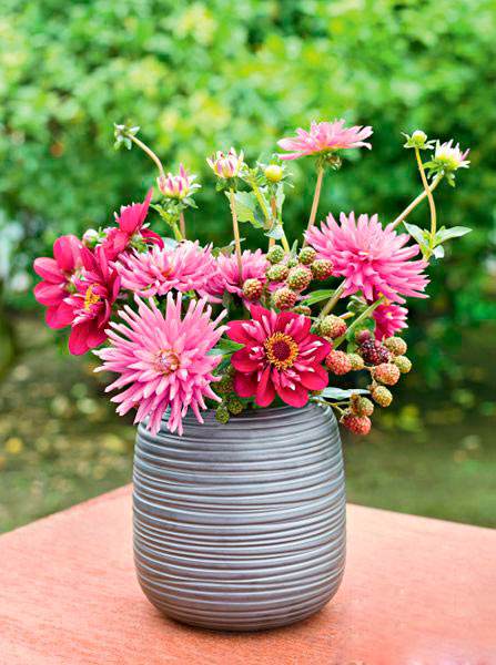 大丽花盆景 如火般点亮夏季花境