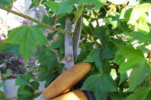 夏季盆景怎么修剪生长快 图片